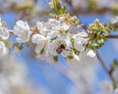 Kiraz çiçeğinin ya da yaban arısının yakın çekim ya da makro fotoğrafı