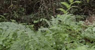 Typical wooded vegetation of the Pyrenees in the valley of Aran Lleida Catalonia Spain