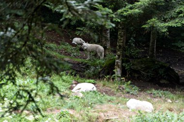 A pack of white wolves resting in a forest meadow on a warm day