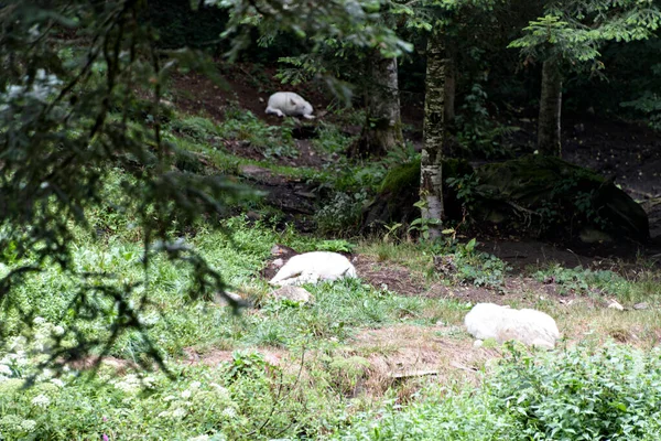 A pack of white wolves resting in a forest meadow on a warm day