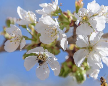 Close-up of cherry blossoms on blue sky background