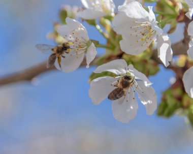 Close-up of cherry blossoms on blue sky background