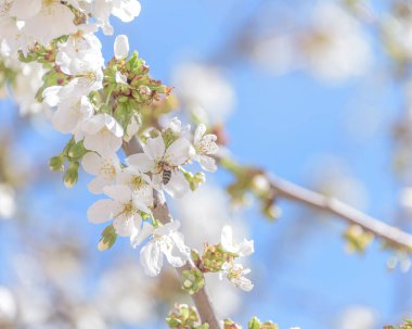 Close-up of cherry blossoms on blue sky background