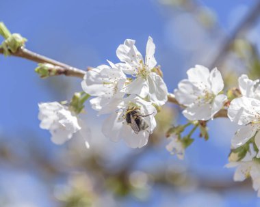 Close-up of cherry blossoms on blue sky background