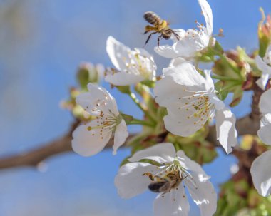 Close-up of cherry blossoms on blue sky background