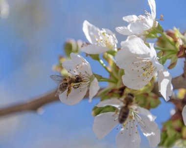Close-up of cherry blossoms on blue sky background