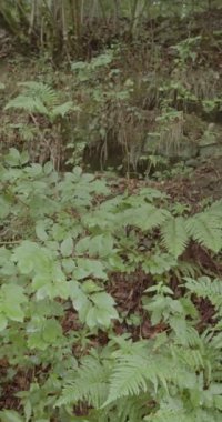 Summer landscape in Val D Aran, Lleida, Pyrenees, Spain