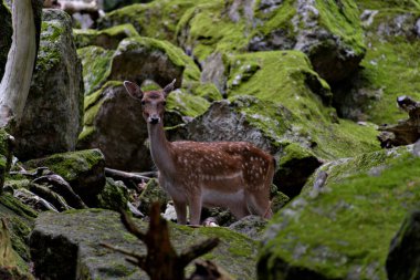 Geyik, Cervus Elaphus, yaz doğasında kameraya bakan boynuzlu geyik. Kopya alanı olan otçulları yan görüş alanından uyar. Kahverengi kürklü vahşi hayvan saman tarlasında gözcülük yapıyor