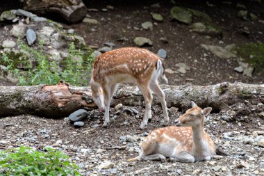 Geyik, Cervus Elaphus, yaz doğasında kameraya bakan boynuzlu geyik. Kopya alanı olan otçulları yan görüş alanından uyar. Kahverengi kürklü vahşi hayvan saman tarlasında gözcülük yapıyor