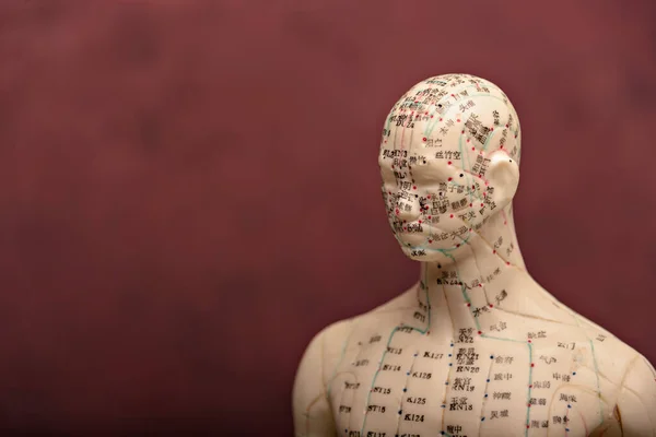 Mannequin with acupuncture points and meridians