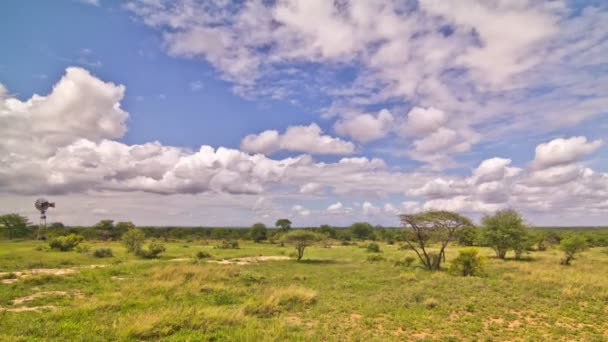 Caducidad de tiempo de Savannah africana — Vídeos de Stock