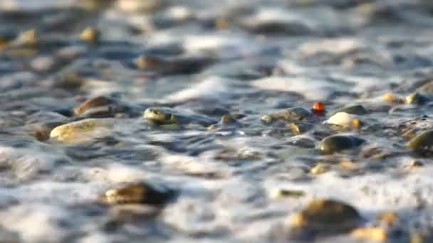 Playa olas pequeñas — Vídeos de Stock