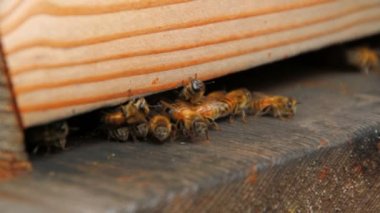 Kovan içinde ve dışında gidiş arıları