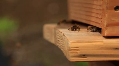 Kovan içinde ve dışında gidiş arıları