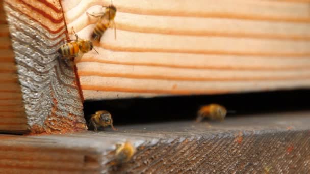 Pszczoły miodne wchodzili i wychodzili ula — Wideo stockowe