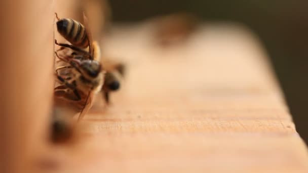 Abeilles domestiques entrant et sortant de la ruche 