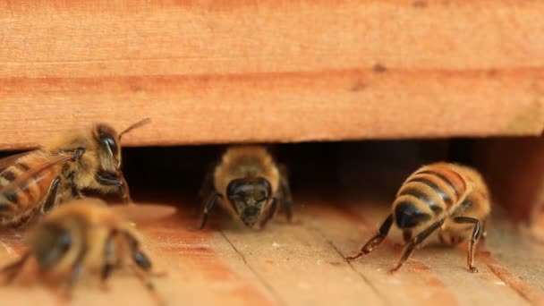 Abejas entrando y saliendo de la colmena — Vídeos de Stock