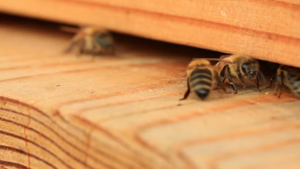 Abeilles domestiques entrant et sortant de la ruche 