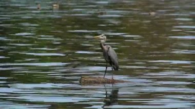 Suda mavi balıkçıl