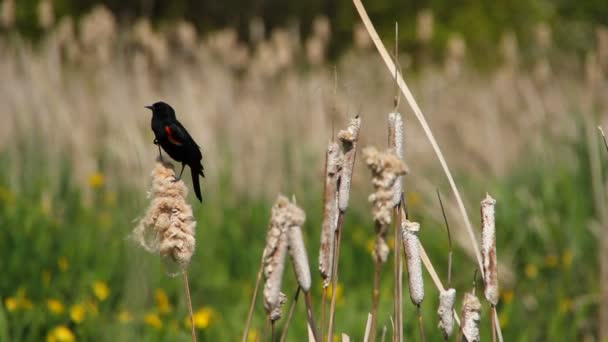 Svart fågel på cattails — Stockvideo