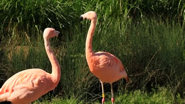 Flamingos — Stock Video