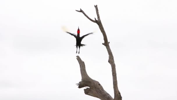 Vilda Ground Hornbill i träd — Stockvideo