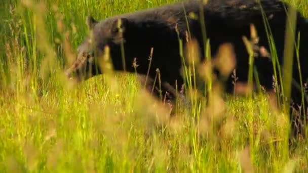 Czarny niedźwiedź spaceru — Wideo stockowe