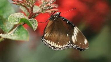 Bir kelebek üç makro klipleri.