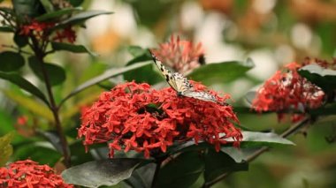 Bir kelebek kırmızı bir çiçek üzerinde makro klip