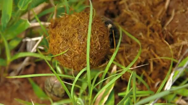 Male and female dung beetle — Stock Video