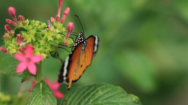 Twee macro clips van een vlinder op een bloem. — Stockvideo