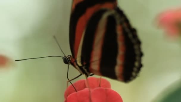 Macro clip of a butterfly on a flower — Stock Video