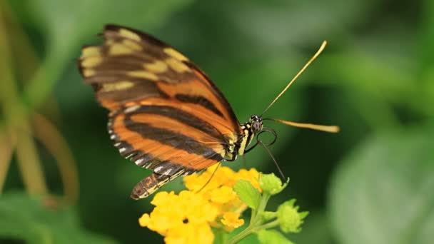 Makroclip eines Schmetterlings auf einer Blume — Stockvideo