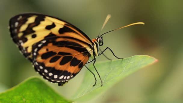 Schmetterling auf einem Blatt fliegt dann weg. — Stockvideo