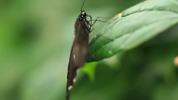 Klip makro motyl na liściu — Wideo stockowe