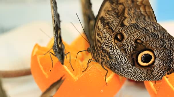 Schmetterlinge, die eine Orange essen. — Stockvideo