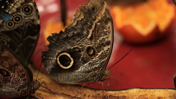 Vlinders eten een oranjeClose-up shot van een vers, net gesneden cookies op een dienblad. — Stockvideo