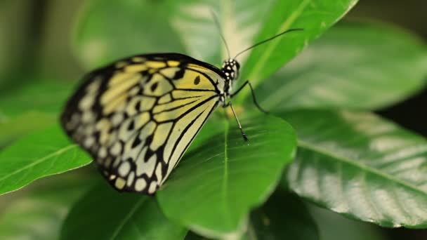 Twee macro clips van een vlinder op een bloem. — Stockvideo