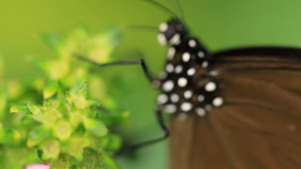 Zwei Makro-Clips eines Schmetterlings — Stockvideo