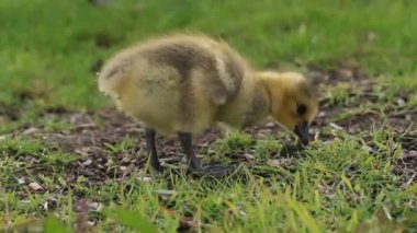 Bebek Kanada kazlar klip