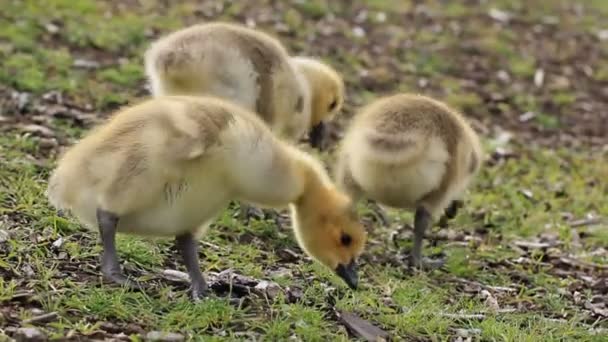 Two clips of baby Canadian geese — Stock Video