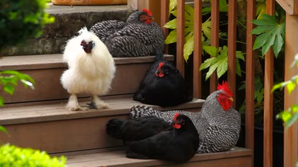 A bantam and four chickens — Stock Video