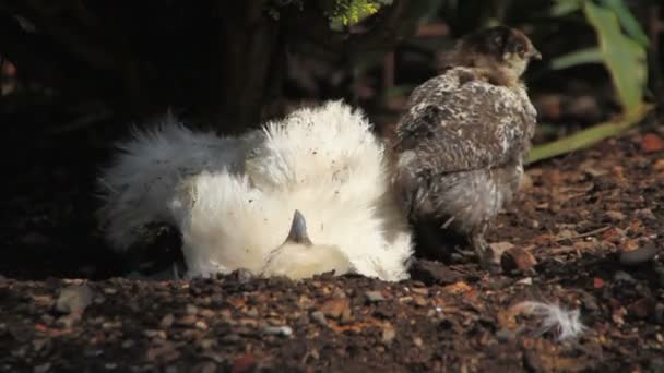 A bantam chicken hen and her baby chick. — Stock Video
