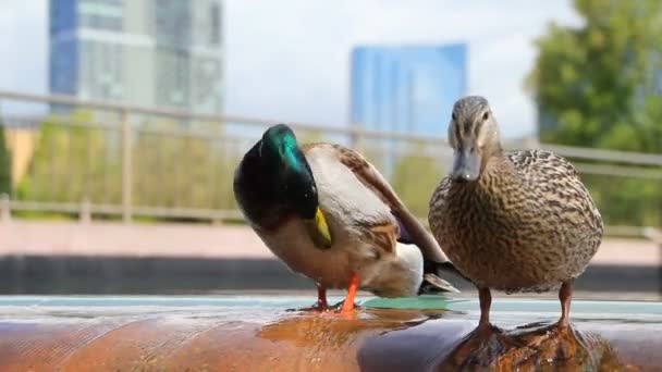 Fuente de la ciudad en Bellevue, Washington . — Vídeos de Stock