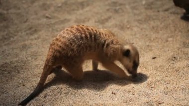 Mirket kumu kazıyor..