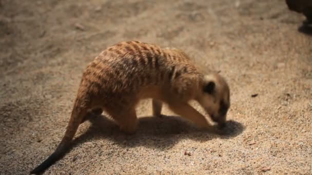 Meerkat копать в песке . — стоковое видео