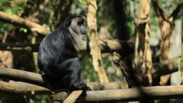 Opice, lezení v korunách stromů a okolí. — Stock video