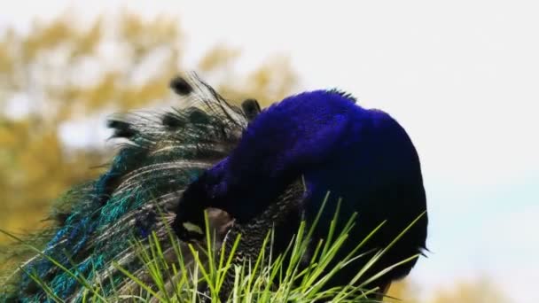 Gros plan d'un paon .