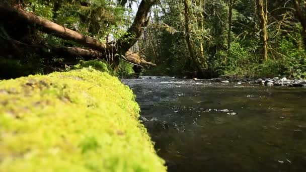 Twee lage hoek shots van een rivier. — Stockvideo