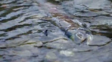 Sockeye yumurtlama somon